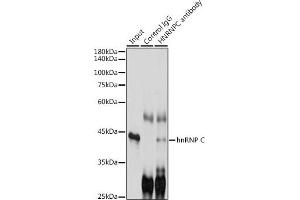 Immunoprecipitation analysis of 300 μg extracts of K-562 cells using 3 μg hnRNP C antibody (ABIN7267630). (HNRNPC 抗体)