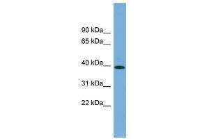 PLEKHA1 antibody used at 1 ug/ml to detect target protein. (PLEKHA1 抗体  (N-Term))