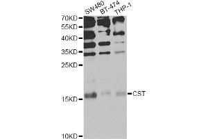 Western blot analysis of extracts of various cell lines, using CST1 Antibody (ABIN6293854) at 1:1000 dilution. (CST1 抗体)