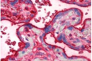 Human Placenta (formalin-fixed, paraffin-embedded) stained with TF antibody ABIN293195 at 10 ug/ml followed by biotinylated anti-mouse IgG secondary antibody ABIN481714, alkaline phosphatase-streptavidin and chromogen. (Transferrin 抗体)