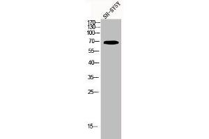 Western Blot analysis of SH-SY5Y cells using Kv3.