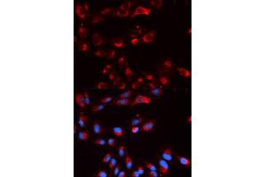 Immunofluorescence (IF) image for anti-Complement Factor P (CFP) antibody (ABIN1876586) (CFP 抗体)