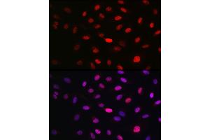 Immunofluorescence analysis of U2OS cells using WBP11 Rabbit pAb (ABIN7271390) at dilution of 1:100 (40x lens). (WBP11 抗体  (AA 1-140))
