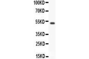 Anti- GFRA1 antibody, Western blotting All lanes: Anti GFRA1  at 0. (GFRA1 抗体  (AA 25-227))