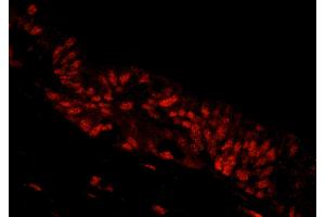 Immunofluorescence (IF) image for anti-NLR Family, Pyrin Domain Containing 2 (NLRP2) (AA 704-754) antibody (ABIN7448989)