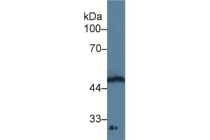 Western blot analysis of Rat Spinal cord lysate, using Human GDF11 Antibody (3 µg/ml) and HRP-conjugated Goat Anti-Mouse antibody ( (GDF11 抗体  (AA 138-386))