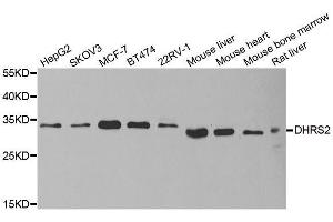 Western blot analysis of extracts of various cell lines, using DHRS2 antibody. (DHRS2 抗体  (AA 1-300))