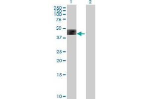 Western Blot analysis of FUT1 expression in transfected 293T cell line by FUT1 MaxPab polyclonal antibody. (FUT1 抗体  (AA 1-365))