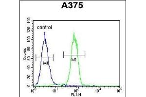 ECE-1 Antibody (C-term) (ABIN652254 and ABIN2841063) flow cytometric analysis of  cells (right histogram) compared to a negative control cell (left histogram). (ECE1 抗体  (AA 528-556))