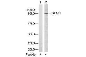 Image no. 2 for anti-Signal Transducer and Activator of Transcription 1, 91kDa (STAT1) (Tyr701) antibody (ABIN197173)