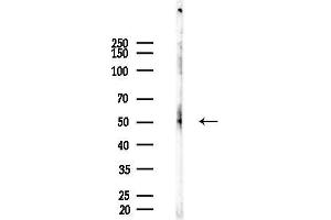 Western blot analysis of lysates from Mouse brain, using Phospho-Tau (Ser356)[Ser673] Antibody at 1/1000 dilution.