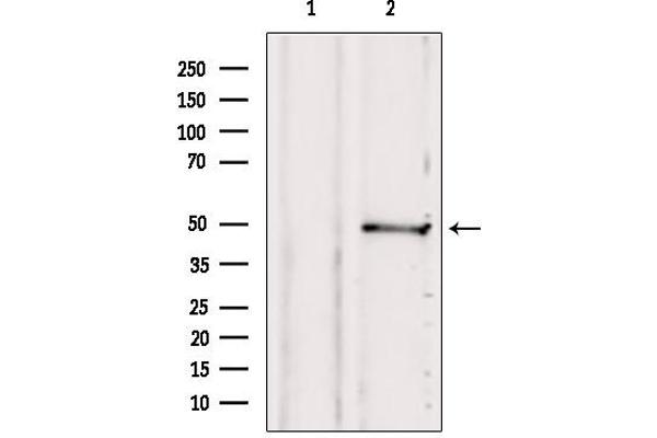 SUCLA2 抗体  (Internal Region)