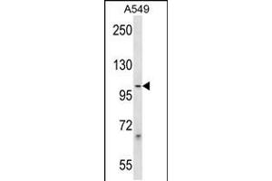 Western blot analysis in A549 cell line lysates (35ug/lane). (PCDHB1 抗体  (C-Term))