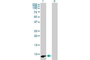 Western Blot analysis of TMSB4X expression in transfected 293T cell line by TMSB4X MaxPab polyclonal antibody. (TMSB4X 抗体  (AA 1-44))