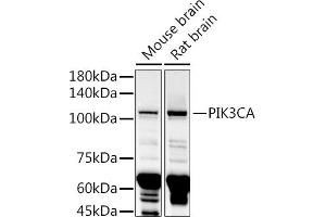 Western blot analysis of extracts of various cell lines, using PIK3CA antibody (ABIN6134411, ABIN6145635, ABIN6145637 and ABIN6216129) at 1:1000 dilution. (PIK3CA 抗体)