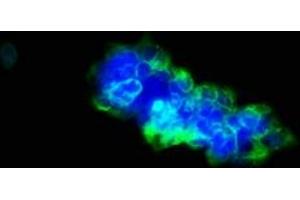 Immunofluorescence staining of 293 cells with ABIN7174678 at 1:33, counter-stained with DAPI. (ULBP1 抗体  (AA 26-216))