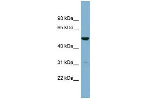 WB Suggested Anti-SDSL Antibody Titration:  0. (SDSL 抗体  (Middle Region))