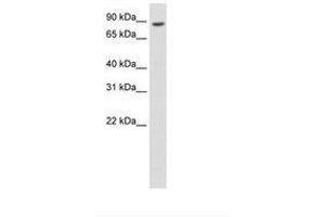 anti-BRF1, RNA polymerase III transcription initiation factor subunit (BRF1) (AA 551-600) antibody