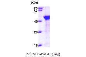 SDS-PAGE (SDS) image for Aminoacyl tRNA Synthetase Complex-Interacting Multifunctional Protein 1 (AIMP1) (AA 1-336) protein (His tag) (ABIN667311) (AIMP1 Protein (AA 1-336) (His tag))