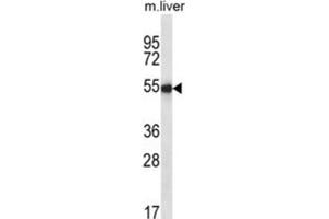 Western Blotting (WB) image for anti-Indian Hedgehog (IHH) antibody (ABIN2995189) (Indian Hedgehog 抗体)