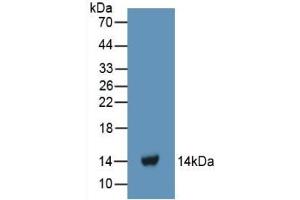 Detection of Recombinant FGa, Human using Polyclonal Antibody to Fibrinogen Alpha Chain (FGA) (FGA 抗体  (AA 124-214))