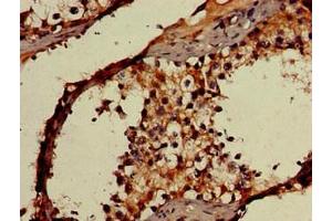 Immunohistochemistry of paraffin-embedded human testis tissue using ABIN7142174 at dilution of 1:100 (OAS3 抗体  (AA 424-565))