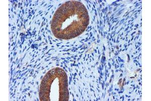 Image no. 2 for anti-Metalloproteinase Inhibitor 2 (TIMP2) antibody (ABIN1501393) (TIMP2 抗体)