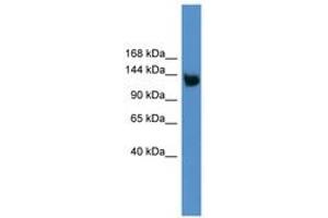 Image no. 1 for anti-Low Density Lipoprotein Receptor-Related Protein 8, Apolipoprotein E Receptor (LRP8) (AA 650-699) antibody (ABIN6746240) (LRP8 抗体  (AA 650-699))