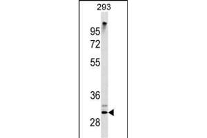 ZWINT Antibody (ABIN1538739 and ABIN2843832) western blot analysis in 293 cell line lysates (35 μg/lane). (ZWINT 抗体)
