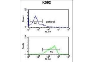 HAS2 Antibody (Center) (ABIN651874 and ABIN2840432) flow cytometric analysis of K562 cells (bottom histogram) compared to a negative control(top histogram). (HAS2 抗体  (AA 138-166))