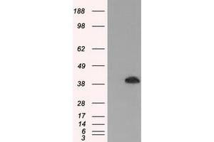 HEK293T cells were transfected with the pCMV6-ENTRY control (Left lane) or pCMV6-ENTRY MAPK1 (Right lane) cDNA for 48 hrs and lysed. (ERK2 抗体)