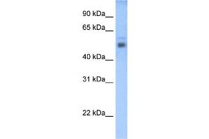 WB Suggested Anti-STEAP3 Antibody Titration:  0. (STEAP3 抗体  (C-Term))