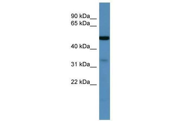 ZDHHC3 抗体  (C-Term)