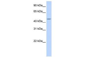 WB Suggested Anti-CPE Antibody Titration: 0. (CPE 抗体  (N-Term))