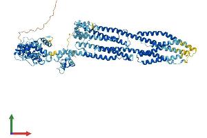 AlphaFold protein structure predicition of Human Recombinant ACTN1 Protein, UniprotID P12814 (ACTN1 Protein (AA 1-892) (His tag))