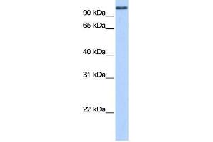MICALL1 antibody used at 0. (MICAL-Like 1 抗体  (N-Term))