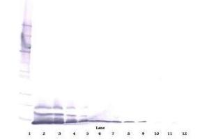 Image no. 4 for anti-Chemokine (C-X-C Motif) Ligand 14 (CXCL14) antibody (ABIN465240) (CXCL14 抗体)
