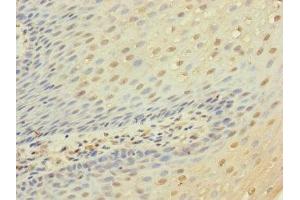 Immunohistochemistry of paraffin-embedded human tonsil tissue using ABIN7158286 at dilution of 1:100 (CD53 抗体  (AA 100-180))