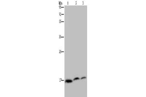 Western Blotting (WB) image for anti-NADH Dehydrogenase (Ubiquinone) 1 alpha Subcomplex, Assembly Factor 4 (NDUFAF4) antibody (ABIN2433437) (NDUFAF4 抗体)