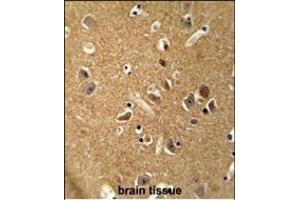 DAGLA antibody (Center) (ABIN654218 and ABIN2844057) immunohistochemistry analysis in formalin fixed and paraffin embedded human brain tissue followed by peroxidase conjugation of the secondary antibody and DAB staining. (DAGLA 抗体  (AA 317-345))