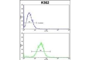 CDC5L Antibody (Center) (ABIN652896 and ABIN2842578) flow cytometric analysis of k562 cells (bottom histogram) compared to a negative control cell (top histogram). (CDC5L 抗体  (AA 187-213))