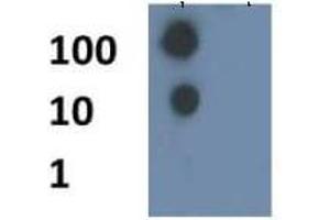 Dot Blot (DB) image for anti-Histone H4 (acLys8) antibody (ABIN5706800)