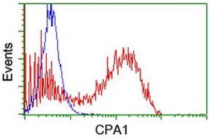 Image no. 1 for anti-Carboxypeptidase A1 (Pancreatic) (CPA1) antibody (ABIN1497590) (CPA1 抗体)