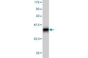 Western Blotting (WB) image for anti-Protein Phosphatase 1F (PP2C Domain Containing) (PPM1F) (AA 1-100) antibody (ABIN564170)