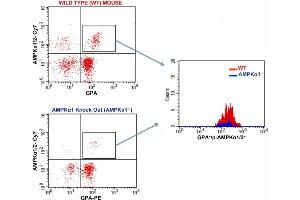 FACS Analysis of Glycophorin A and phospho-AMPK alpha 1/2 (Thr172/183) in Red Blood Cells in WT and AMPK alpha 1 knockout mice using Rabbit Anti-GPA Polyclonal Antibody (bs-2575R-PE) and Rabbit anti-pAMPK alpha1/2 Thr172/183 (bs-4002R-Cy7). (PRKAA1/PRKAA2 抗体  (pThr172, pThr183) (Cy7))
