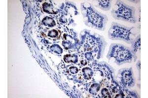 Immunohistochemistry (IHC) image for anti-Iododeoxyuridine (IdU) antibody (ABIN2669980) (IdU 抗体)