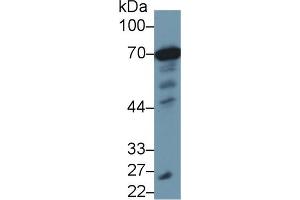Western Blotting (WB) image for anti-Heat Shock 70kDa Protein 1A (HSPA1A) (AA 285-641) antibody (ABIN7428956)