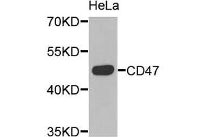 Western blot analysis of extracts of HeLa cells, using CD47 antibody. (CD47 抗体)
