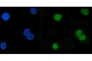 IF analysis of Hsp40/DNAJB1 using anti-Hsp40/DNAJB1 antibody (ABIN7602895). (DNAJB1 抗体  (C-Term))
