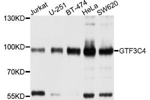 Western blot analysis of extracts of various cell lines, using GTF3C4 antibody. (GTF3C4 抗体)